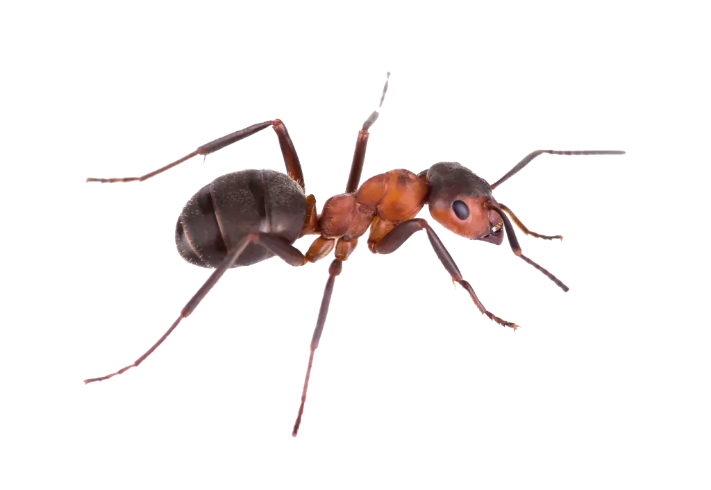 Paper Wasp
