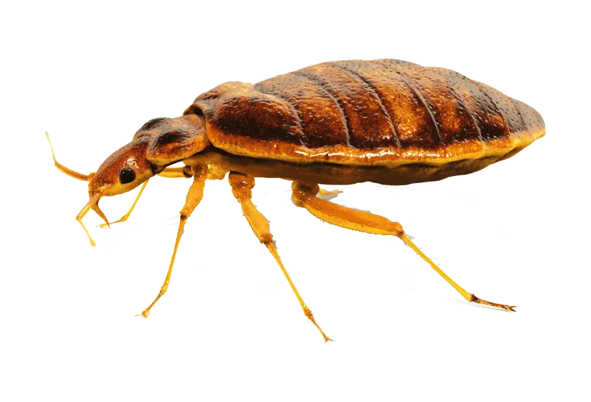Paper Wasp