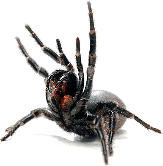Paper Wasp