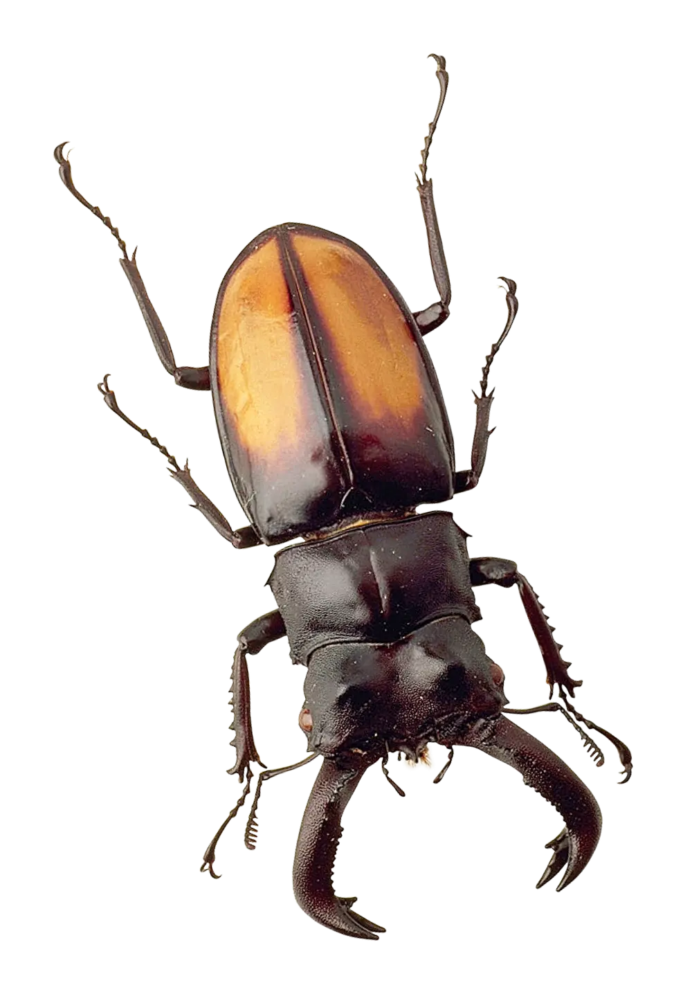 Paper Wasp