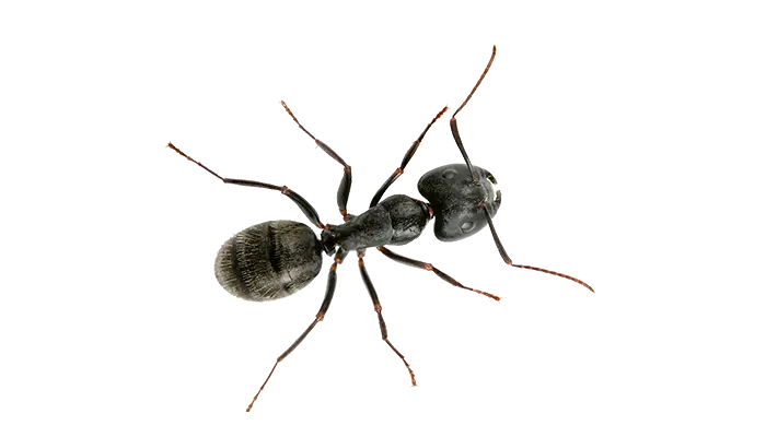 Paper Wasp