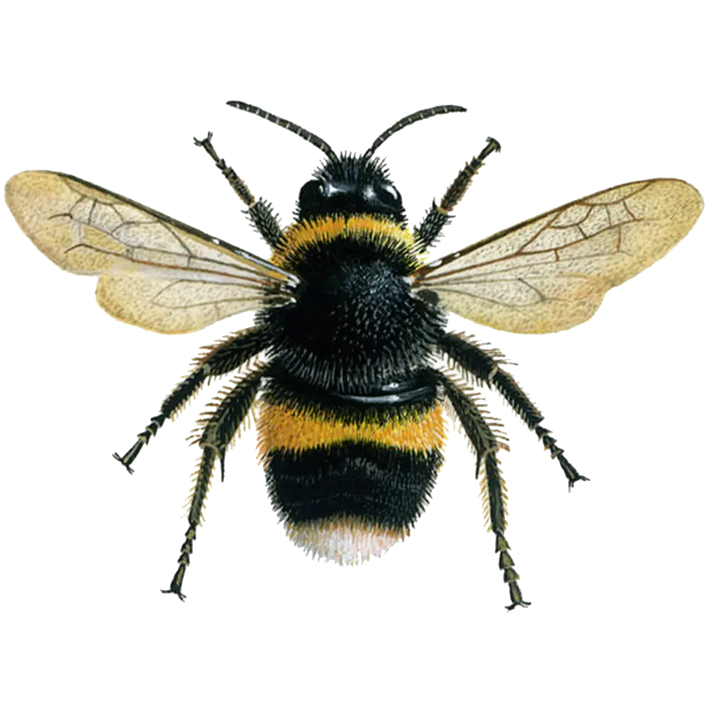 Paper Wasp