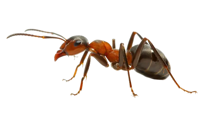 Paper Wasp