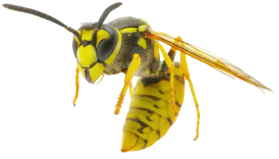 Paper Wasp
