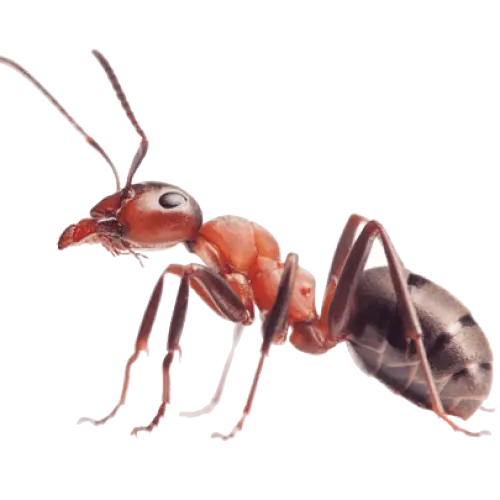 Paper Wasp
