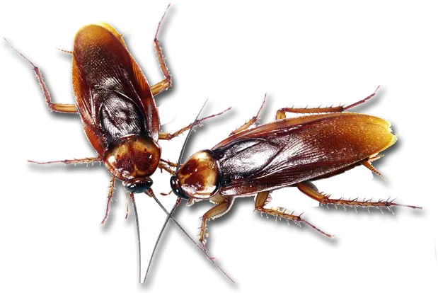 Paper Wasp