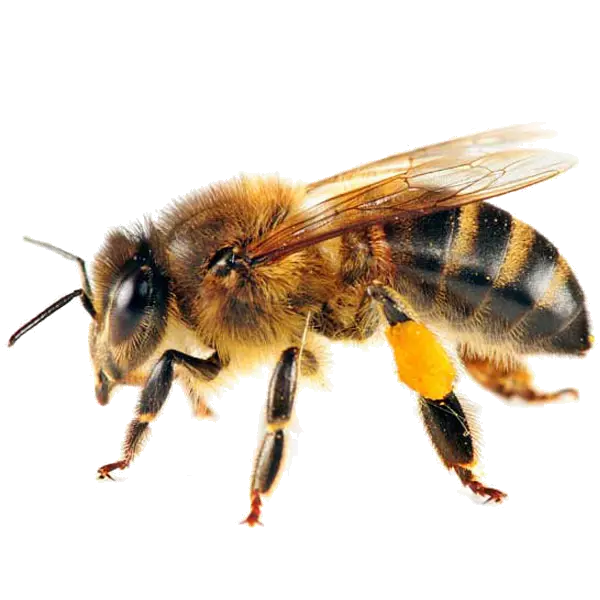 Paper Wasp