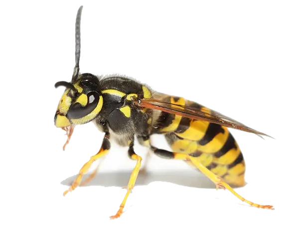 Paper Wasp