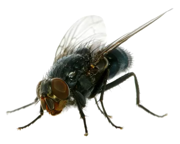Paper Wasp