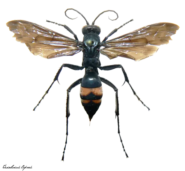 Paper Wasp