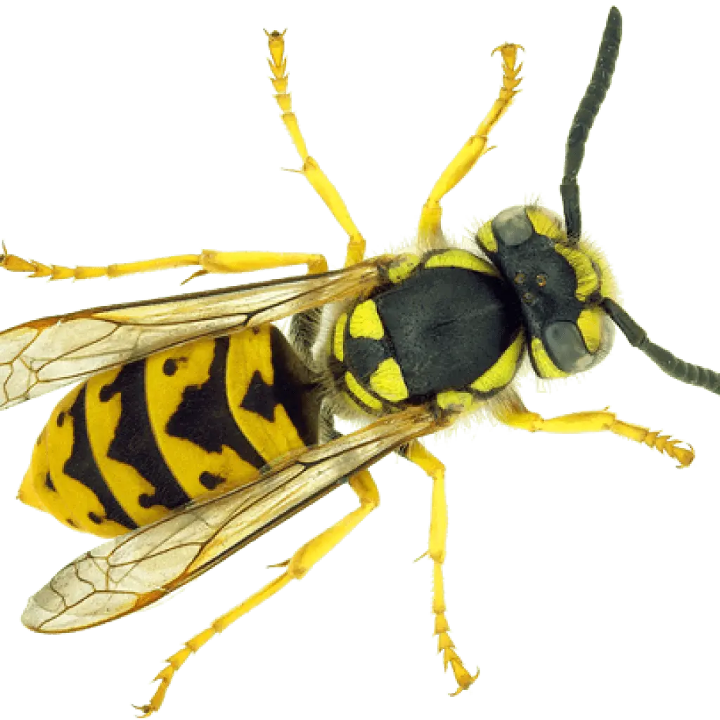 Paper Wasp