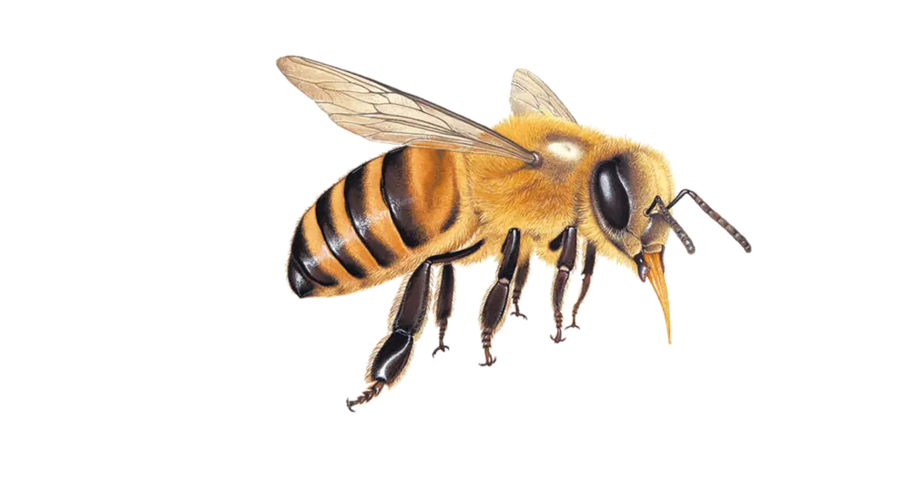Paper Wasp