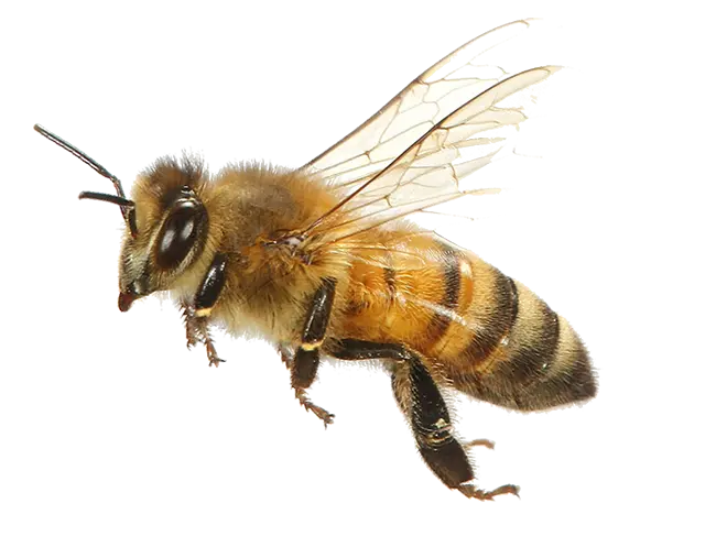 Paper Wasp